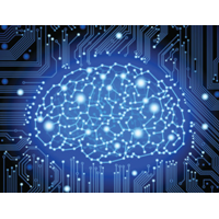 brain
