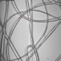 polymer magnified