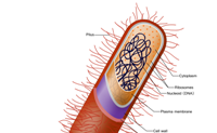 microbe cell