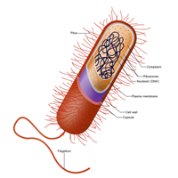 Microbe cell