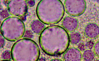 colloids