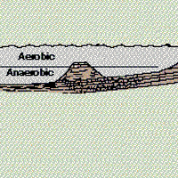 Waulsortian mound