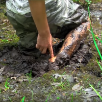 sunk in a bog